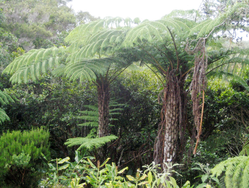 Forêt tropicale