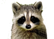 Racoon