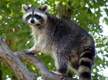 racoon