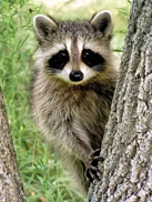 racoon