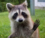 racoon